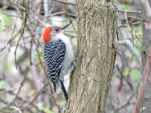 Red-bellied Woodpecker  Photo by Ventures Birding